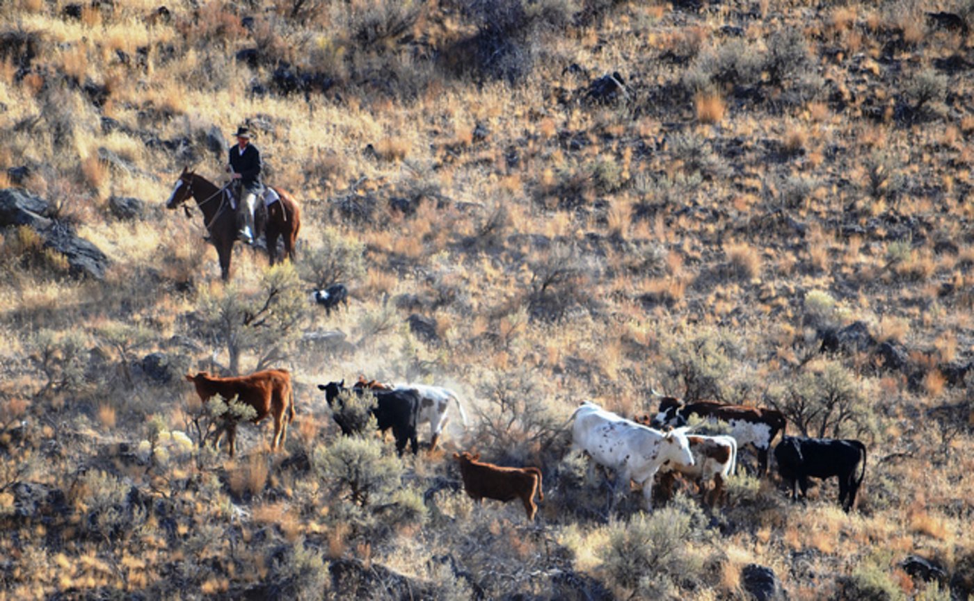 Rinder im US-Bundesstaat Oregon: Bei einem Ausritt in einem Rinderzuchtgebiet holte sich die Frau offenbar den Rinterparasiten. (Symbolbild Baker County Tourism)