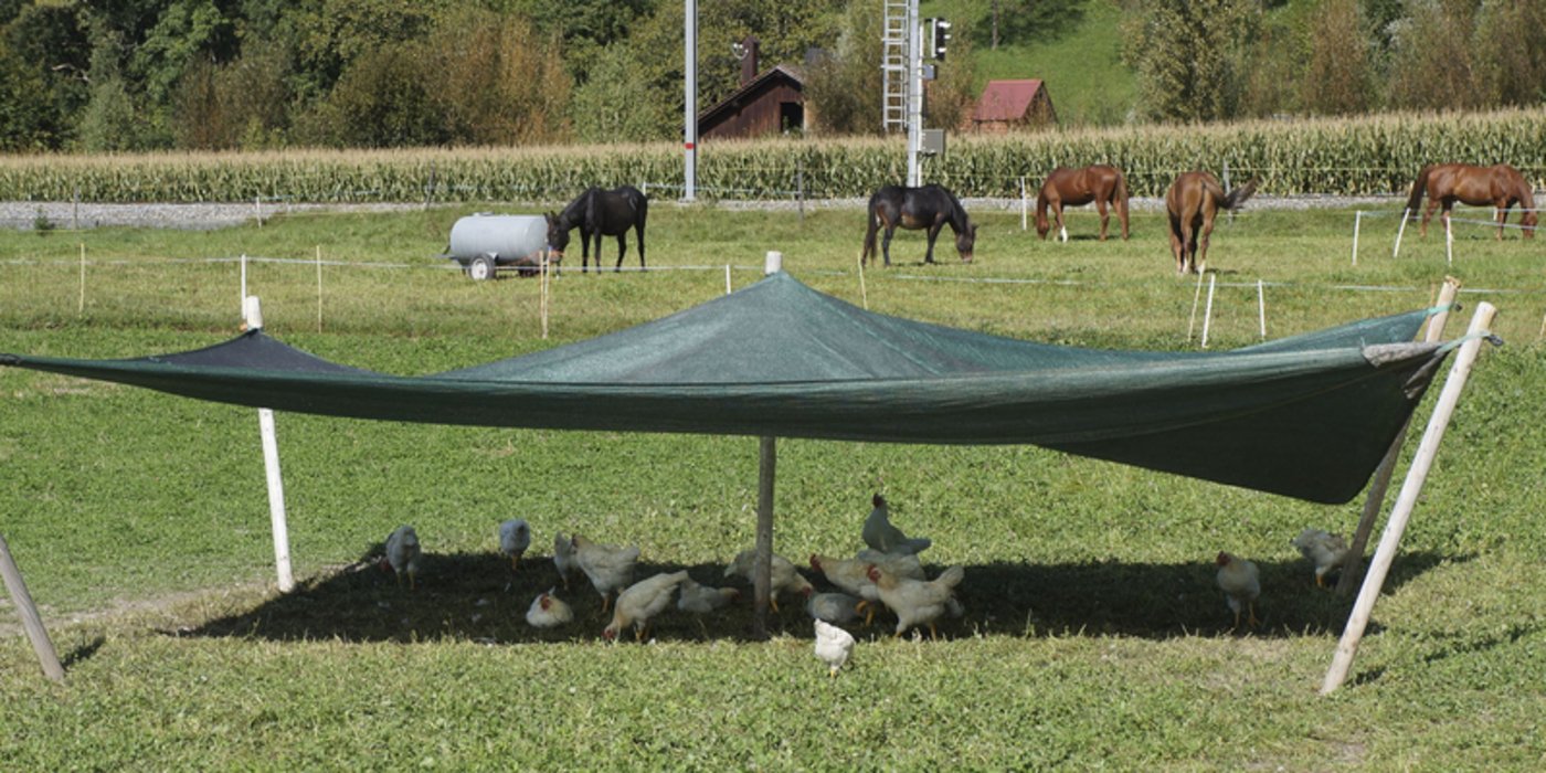 Platz hätte Clavadetscher für 2000 Tiere pro Mast. Er bleibt aber vorsichtig und geht davon aus, dass die Produktin eine Nische bleiben wird.