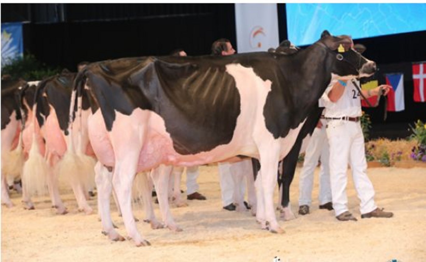 Hallow Atwood Twizzle gewinnt die Kat. 8 für Italien. (Bild Cowsmopolitan)