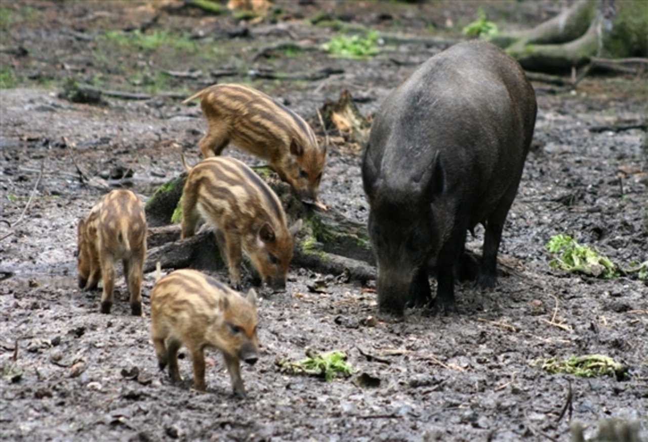 Wildschweine werden wegen dem Klimawandel in Europa immer häufiger. (Bild BauZ)