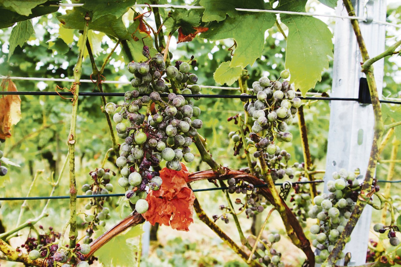 In dieser Riesling-Sylvanerparzelle hat nach dem Falschen auch noch der Echte Mehltau mit seinem typischen Krankheitsbild teilweise massiv zugeschlagen.(Bilder Roland Müller)