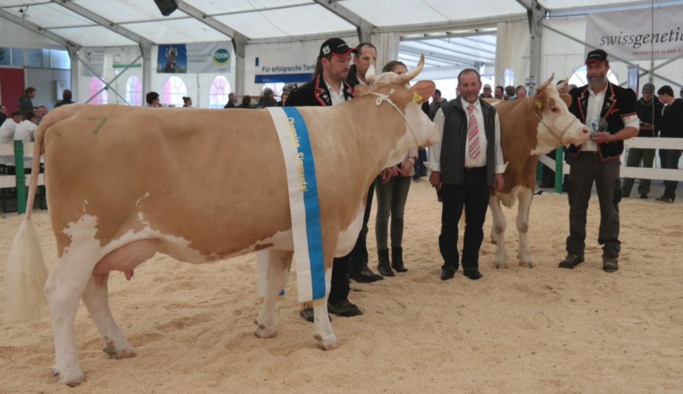 Die Championne Simmentaler, URSINA GLETSCHER von Meyer Karl + Roland 6110 Fontannen b. Wolhusen und der Vizechampionne, die junge HELLA DEVIL von Wüthrich Peter 6196 Marbach LU. 