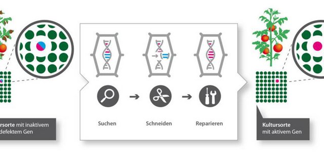 Mit Crispr-Cas lassen sich Gene punktgenau aus Organismen herausscheiden. Die Methode ermöglicht, widerstandsfähige Sorten zu erhalten. (Grafik transgen.de)