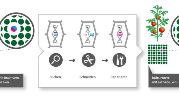 Mit Crispr-Cas lassen sich Gene punktgenau aus Organismen herausscheiden. Die Methode ermöglicht, widerstandsfähige Sorten zu erhalten. (Grafik transgen.de)