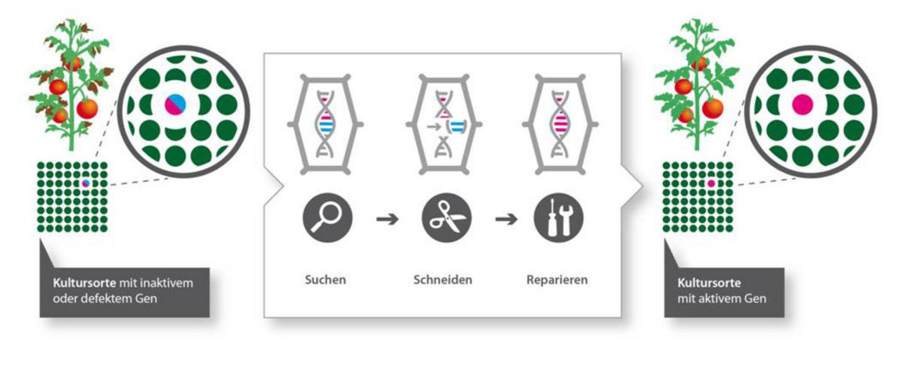 Mit Crispr-Cas lassen sich Gene punktgenau aus Organismen herausscheiden. Die Methode ermöglicht, widerstandsfähige Sorten zu erhalten. (Grafik transgen.de)