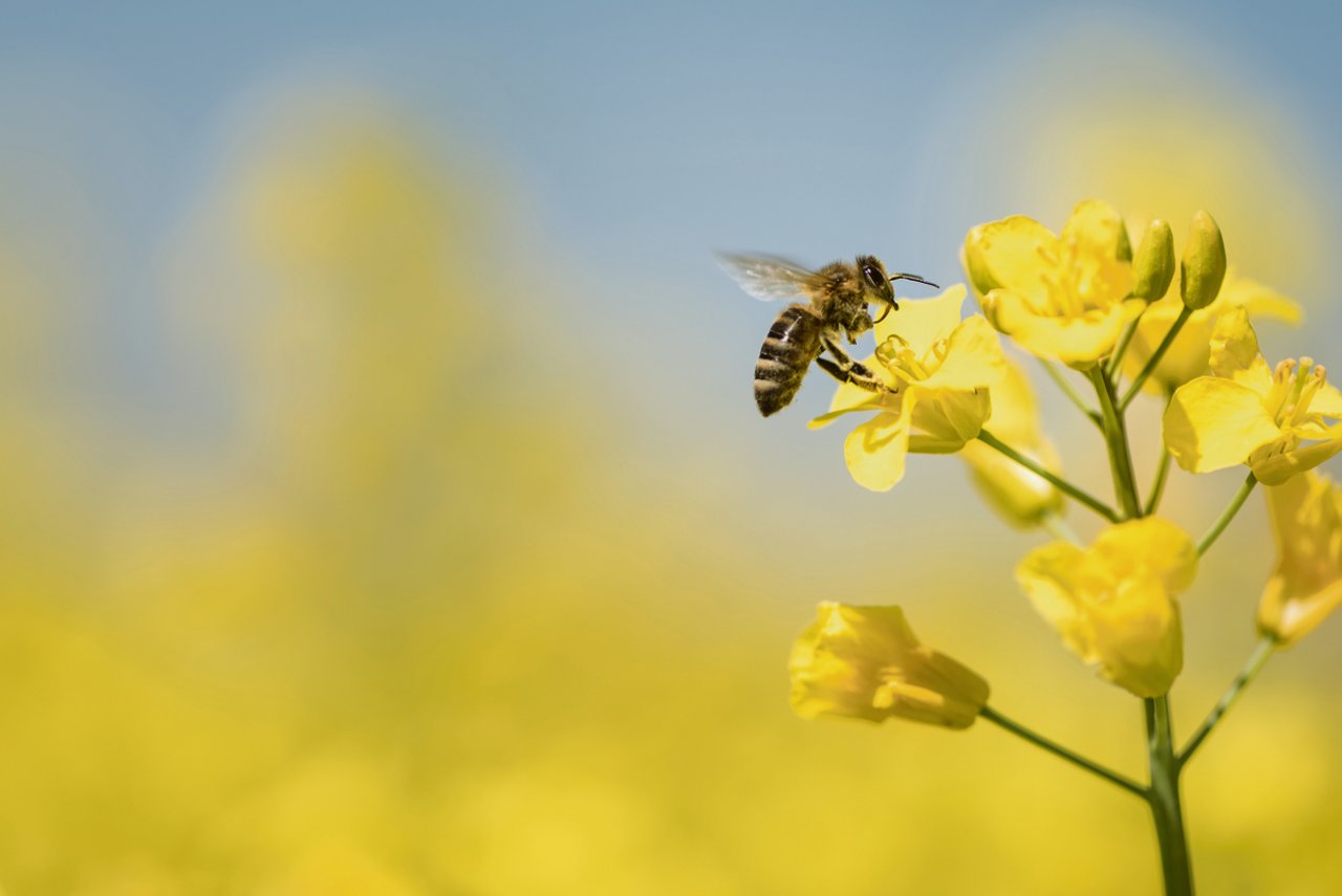 Bienen sollen in der Schweiz wieder mehr fliegen: Die Pflanzenschutzmittel-Abgabe für nichtberufliche Verwender wird eingeschränkt.(Bild K. Thalhofer)
