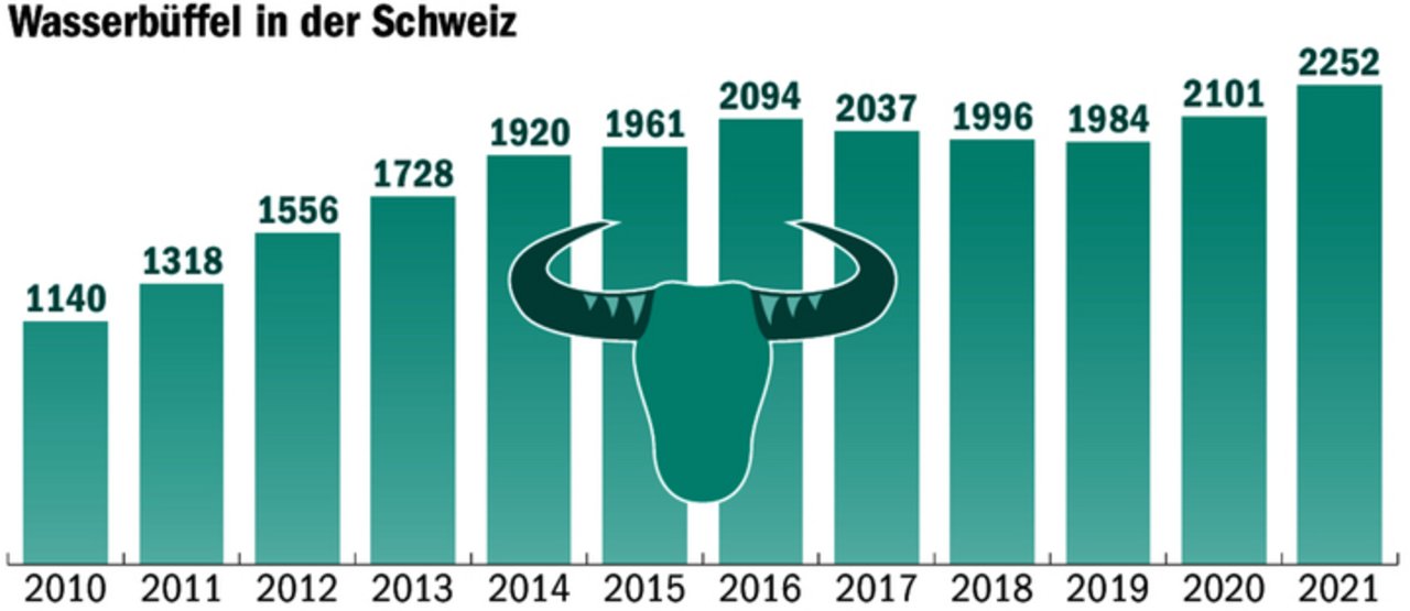 Die Anzahl Wasserbüffel in der Schweiz ist stetig gewachsen. «Der Markt ist gesättigt», sagt Pionier Hans Bieri aus dem Wasserbüffel-Dorf Schangnau.