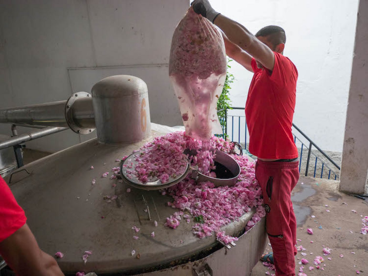 Für das Rosenöl werden die Blüten gleich nach der Ernte verarbeitet.