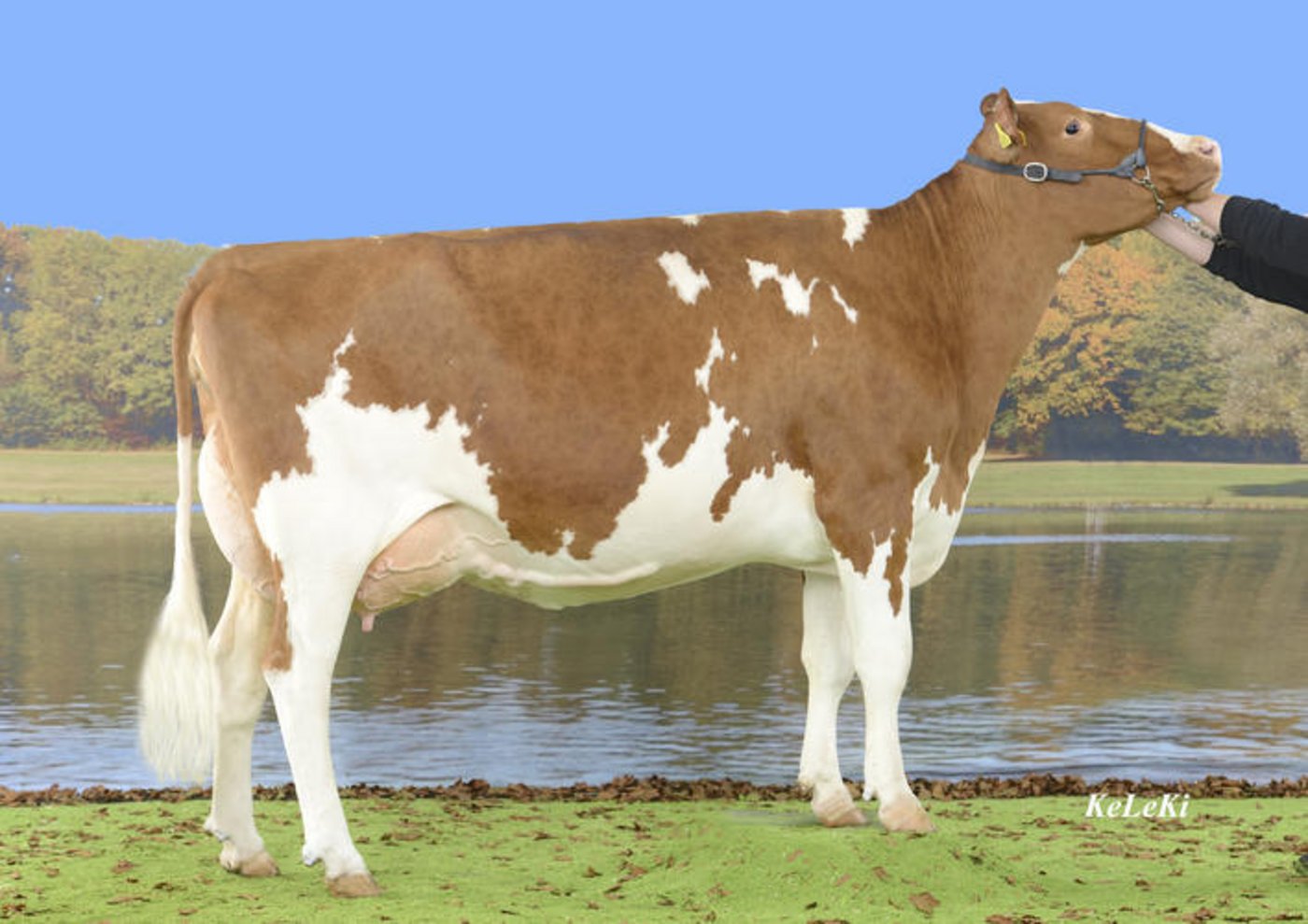 Die berühmte Mutter von Killian: Incas Haway von Hans und Res Staub, Eriswil BE.