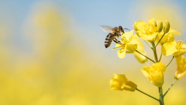 Bienen oder Hummeln könnten künftig in der Schweiz ein biologisches Fungizid z. B. gegen Botrytis in Raps ausbringen. In Florida, USA sind sie seit diesem Jahr bereits im Einsatz. (Bild K. Thalhofer)