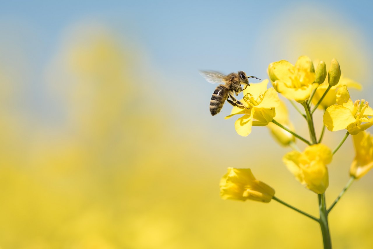 Bienen oder Hummeln könnten künftig in der Schweiz ein biologisches Fungizid z. B. gegen Botrytis in Raps ausbringen. In Florida, USA sind sie seit diesem Jahr bereits im Einsatz. (Bild K. Thalhofer)