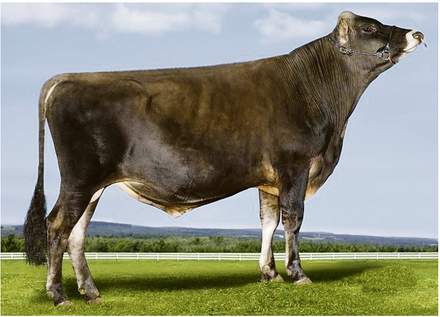 Es gibt auch genetisch hornlose Jerseystiere im Angebot: Hier All Lynns Demos-ET P von Swissgenetics.(Bild pj)