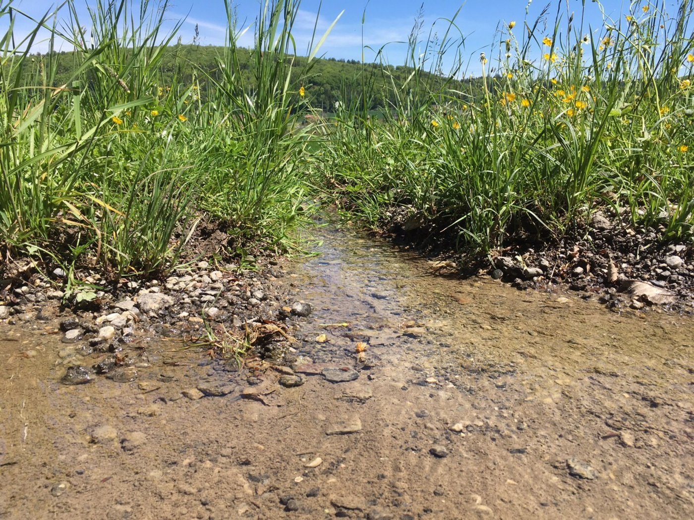 Probleme mit der Trinkwasserqualität sind aus Sicht des 3x-Ja-Komitees nur einer der Hinweise darauf, dass sich die Schweizer Landwirtschaft nicht in die richtige Richtung entwickelt.  (Bild jsc)
