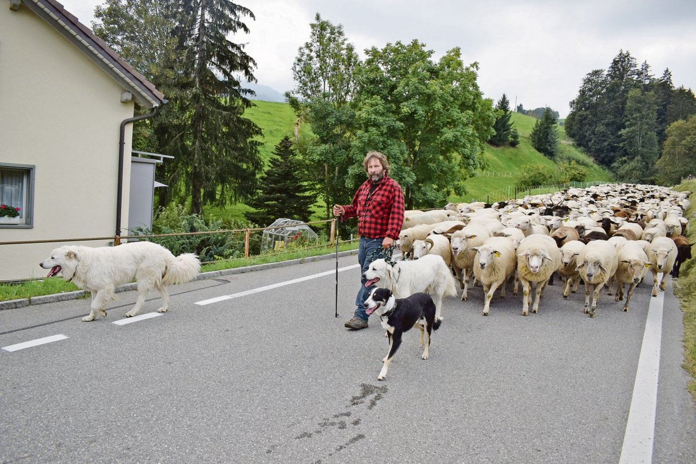 Was aussieht wie ein gemütlicher Spaziergang, setzt viel Wissen und Können voraus. Herdenschutzhunde, Hütehunde und Schafe ohne Konflikte zu managen, ist nicht einfach. Markus Nyffeler scheut sich auch nicht vor langen Märschen. (Bild BauZ/dj)