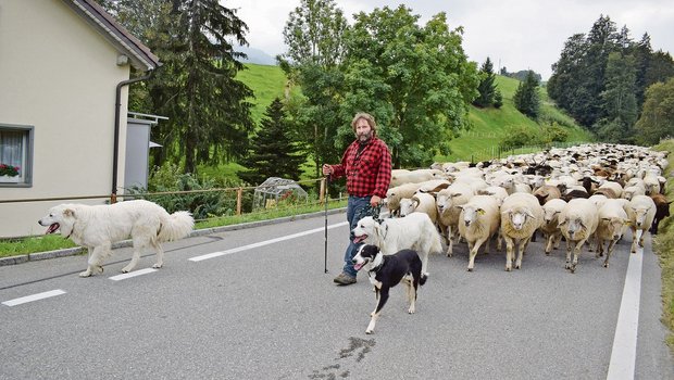 Was aussieht wie ein gemütlicher Spaziergang, setzt viel Wissen und Können voraus. Herdenschutzhunde, Hütehunde und Schafe ohne Konflikte zu managen, ist nicht einfach. Markus Nyffeler scheut sich auch nicht vor langen Märschen. (Bild BauZ/dj)