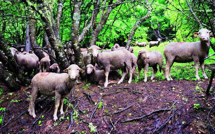 Kühe und Schafe sind beliebte Waldweidetiere.