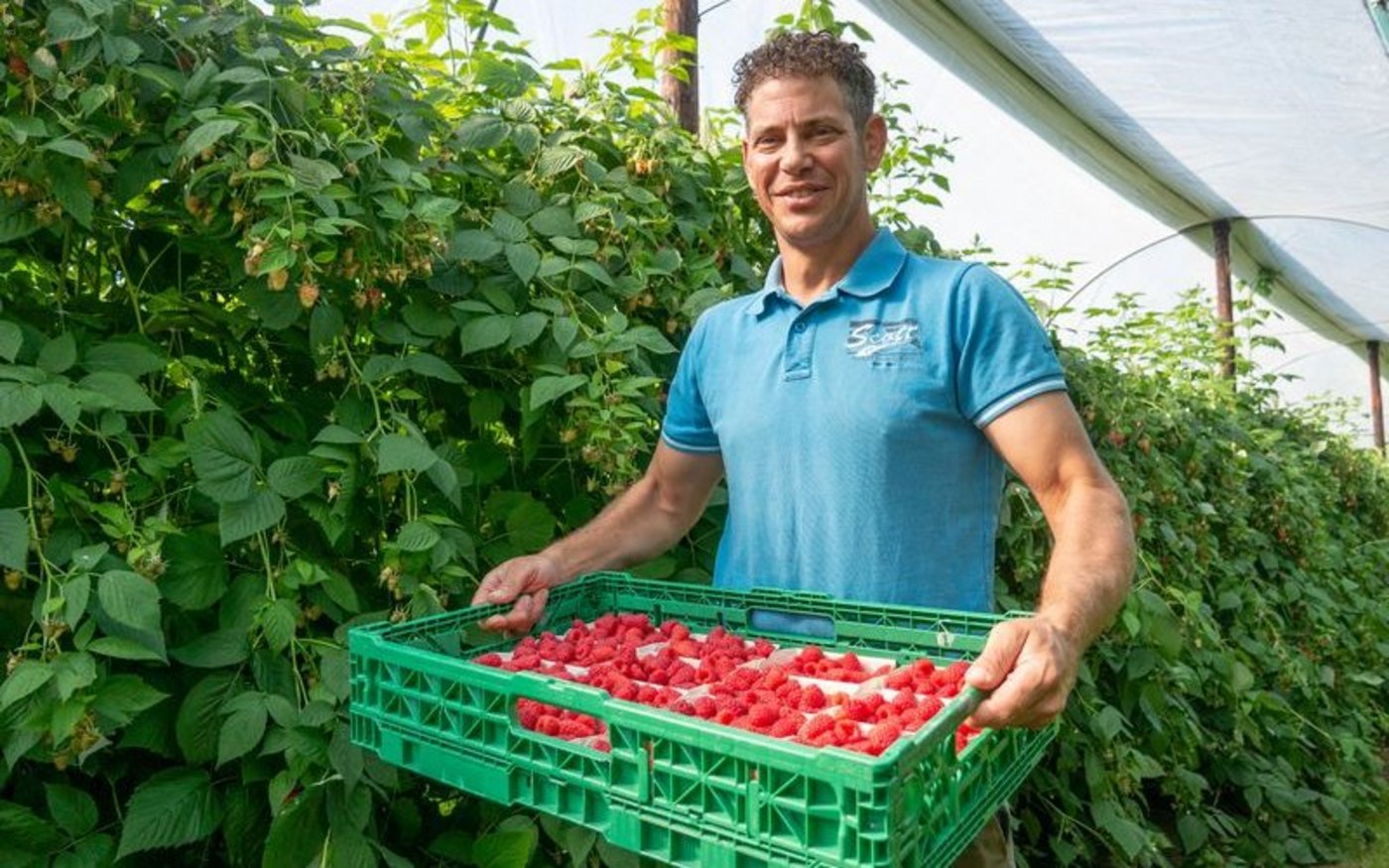 Adrian Geissmann kultiviert in Altwis LU 5000 Himbeer-Sträuche. (Bild ep)