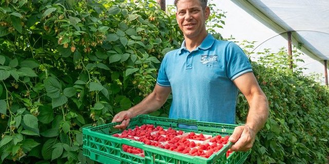 Adrian Geissmann kultiviert in Altwis LU 5000 Himbeer-Sträuche. (Bild ep)