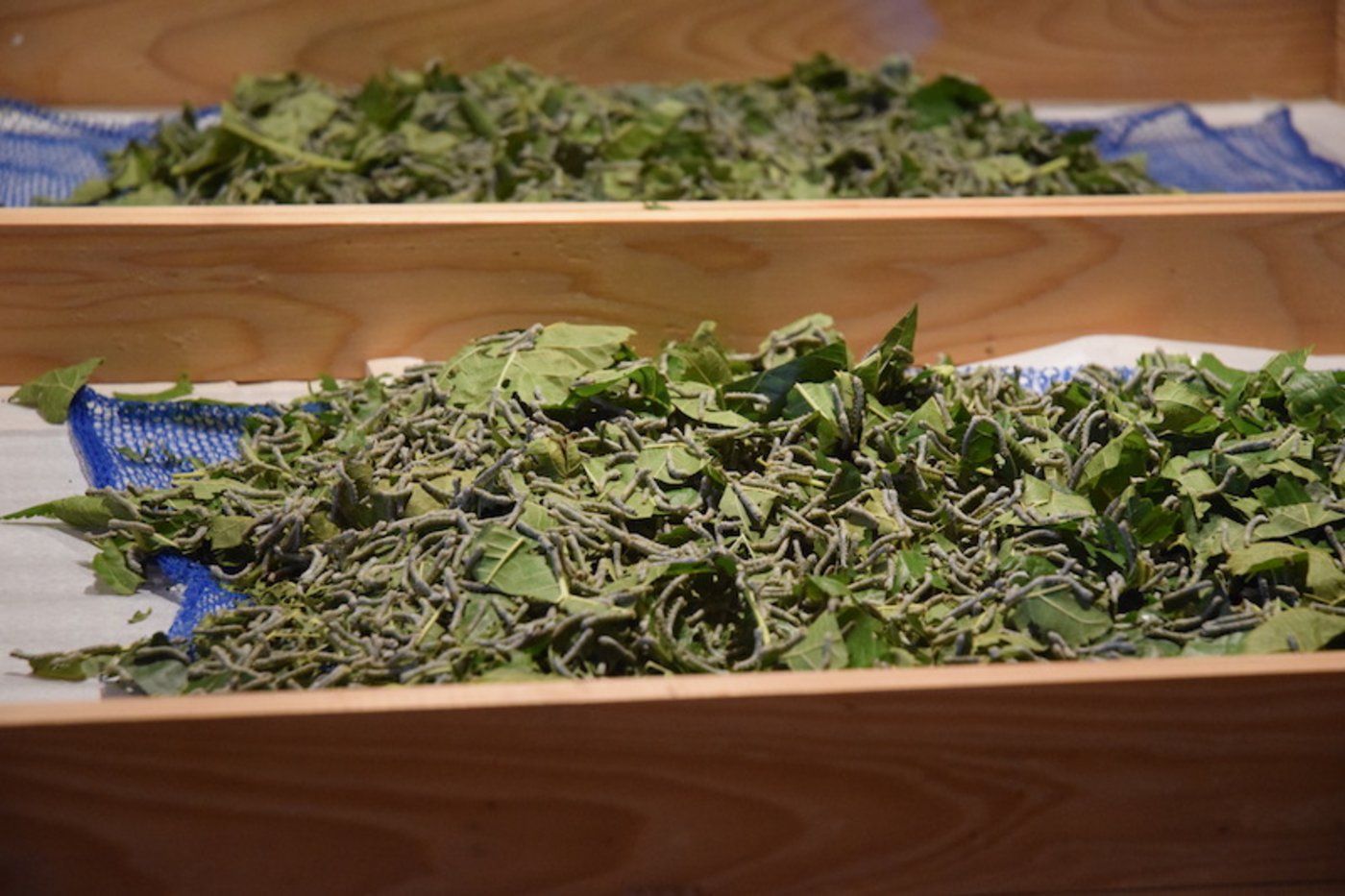 Die Streits züchten unter anderem Seidenraupen. (Bild mos)