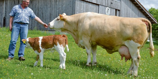 Der Züchter Jakob Fritz zeigt seine Kuh Pepita, eine Dinton-Nautical-Tochter die genetisch hornlos ist. Sie ist auch die Mutter des reinerbigen, hornlosen KB-Stieres Hospice-Giorgio PP. Hier prästeniert Pepita ihr siebtes Kalb. (Bilder Peter Fankhauser)