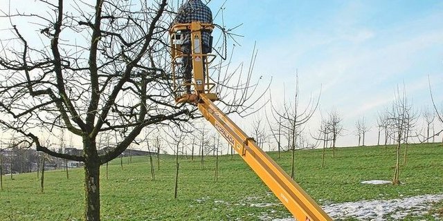 Auch das Schneiden der Obstbäume ist heute mechanisierbar. Es gilt, die Technik zu nutzen. 