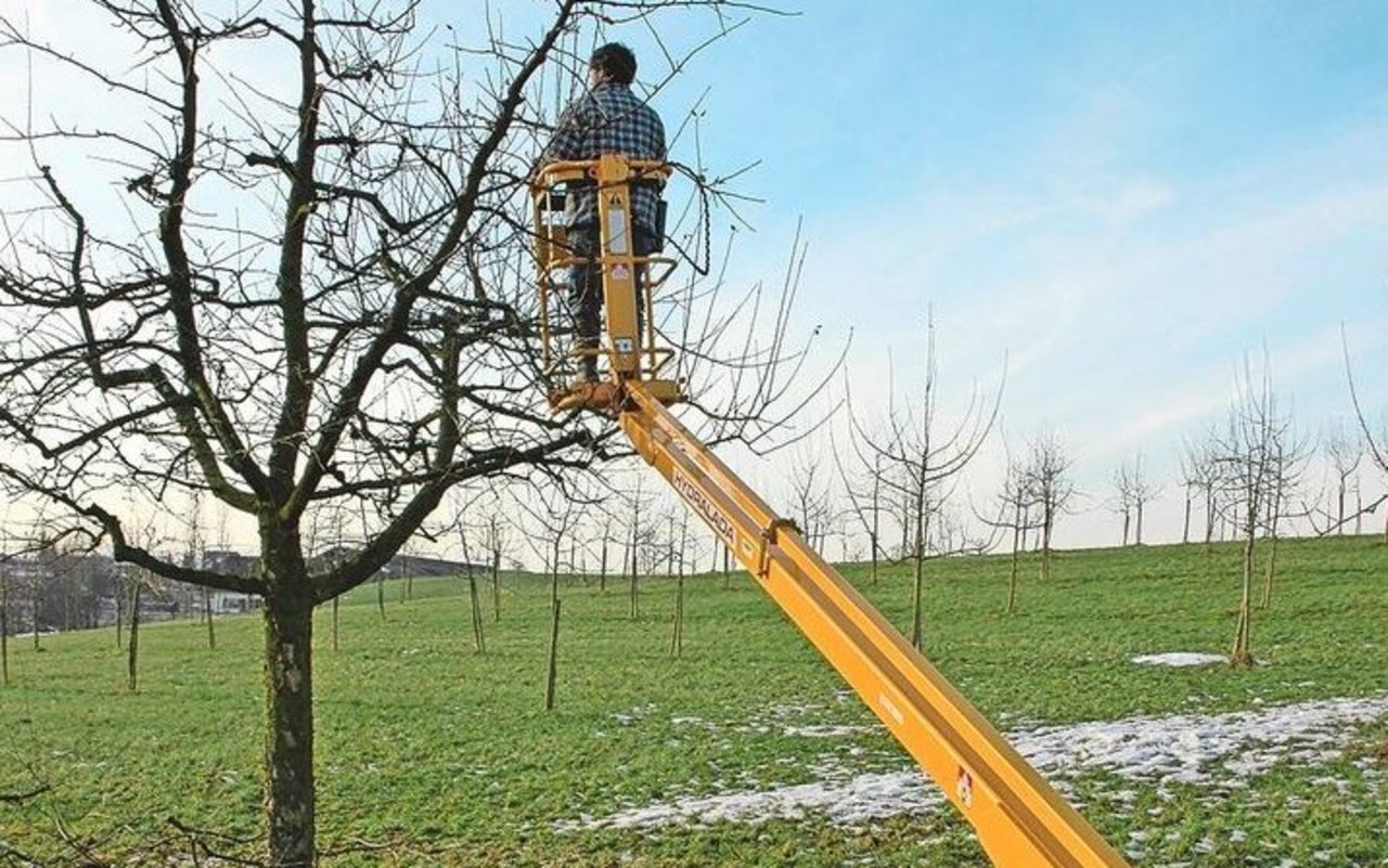 Auch das Schneiden der Obstbäume ist heute mechanisierbar. Es gilt, die Technik zu nutzen. 