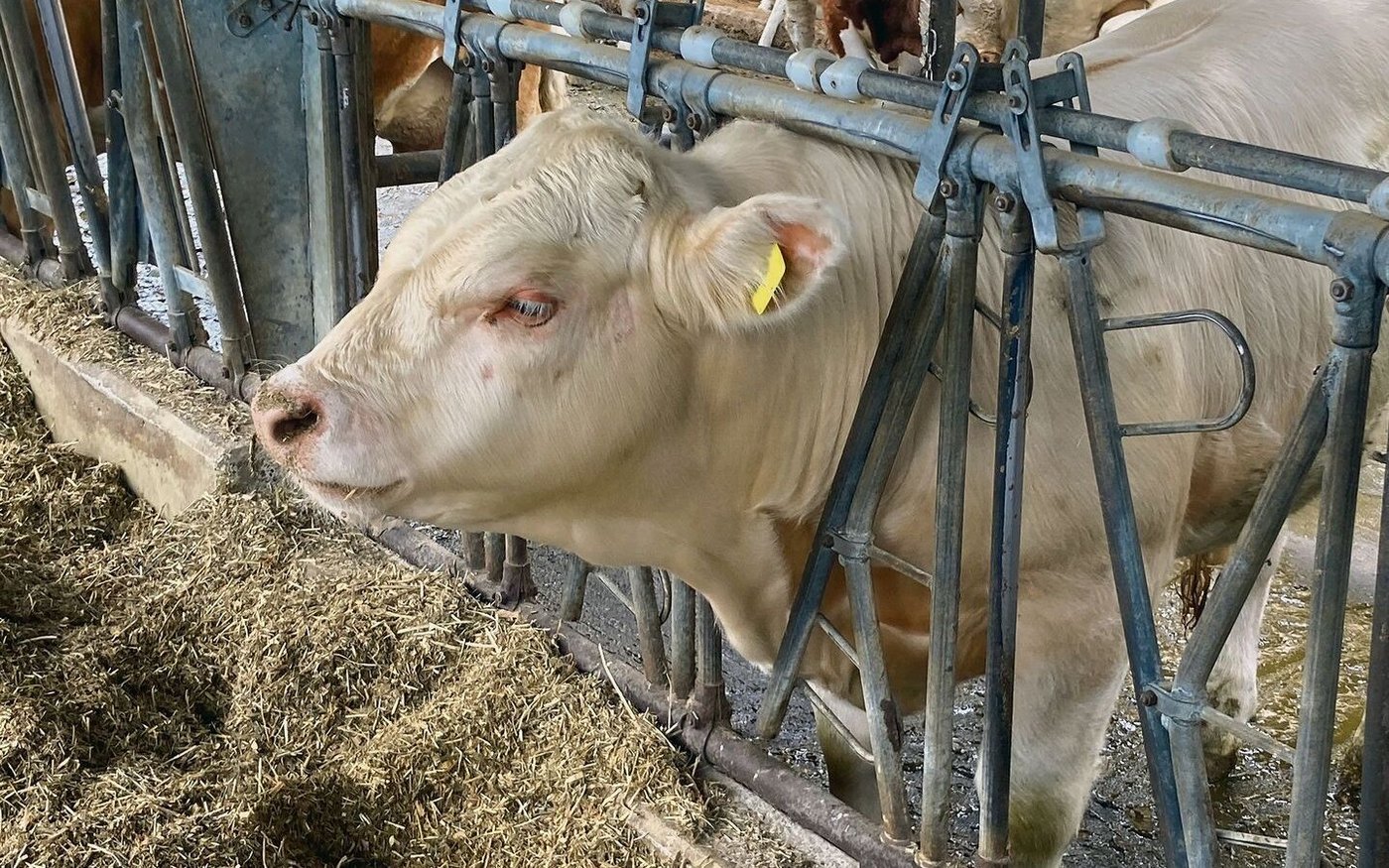 Herausfordernde Behandlung: Kälber, die im Herdenverband leben, sind oftmals weniger zugänglich.