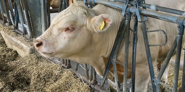 Herausfordernde Behandlung: Kälber, die im Herdenverband leben, sind oftmals weniger zugänglich.