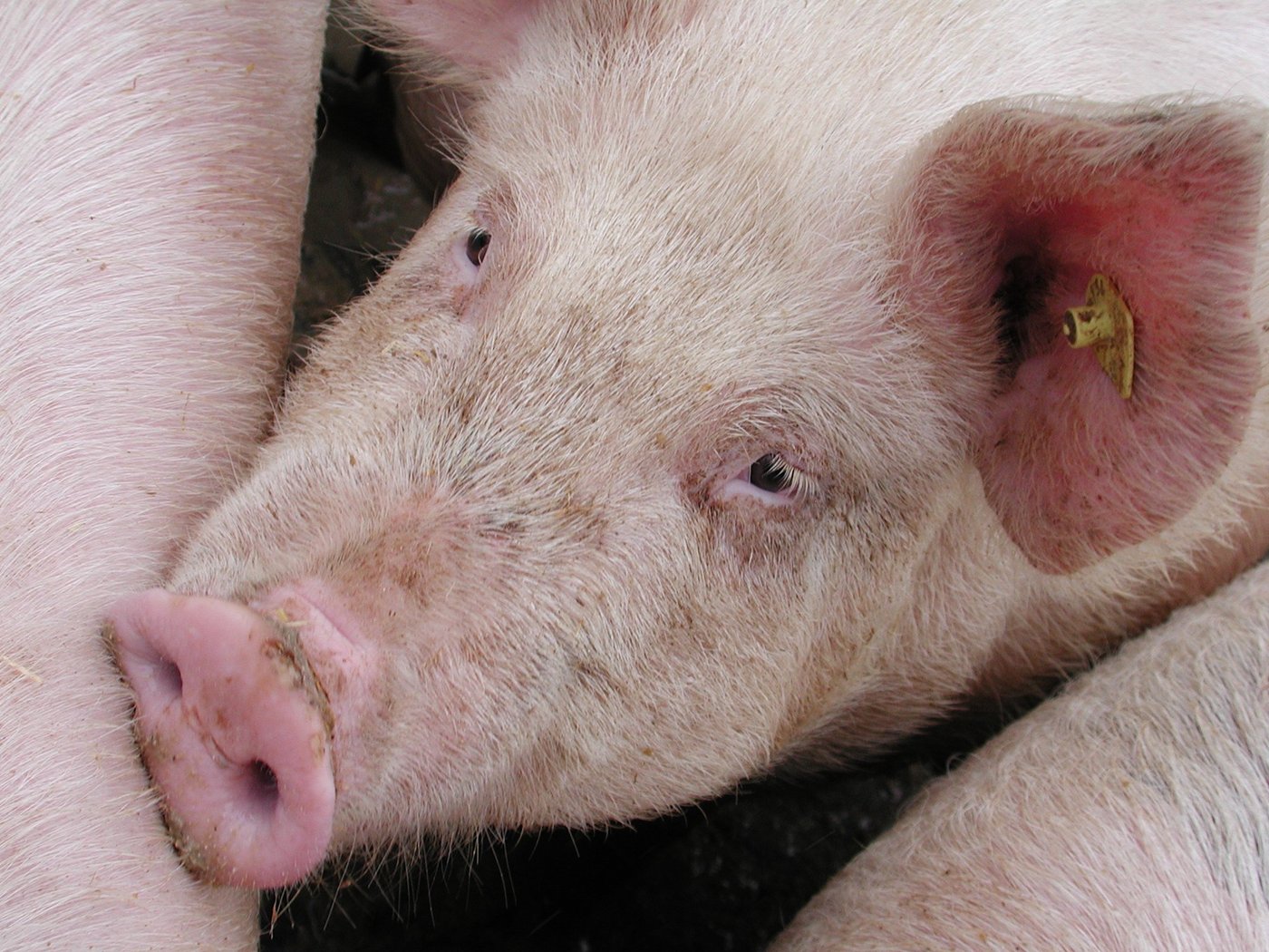 Nach Angaben der Forscher stellte sich heraus, dass die von ihnen als „MRSA-Superträger“ bezeichneten Schweine zwischen 2,5 % und 11 % der geprüften Bestände ausmachten. (Bild BauZ)