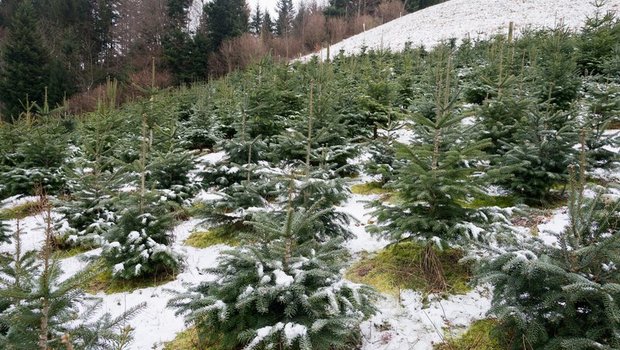 Anders als beim Anbau von Tabak kann das Land bei Weihnachtsbäumen nicht innerhalb von einem Jahr auf andere Nahrungsmittelproduktion umgestellt werden. (Bild Miriam Kolmann)