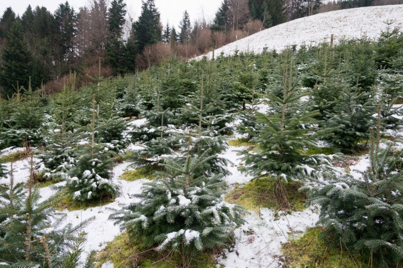 Anders als beim Anbau von Tabak kann das Land bei Weihnachtsbäumen nicht innerhalb von einem Jahr auf andere Nahrungsmittelproduktion umgestellt werden. (Bild Miriam Kolmann)