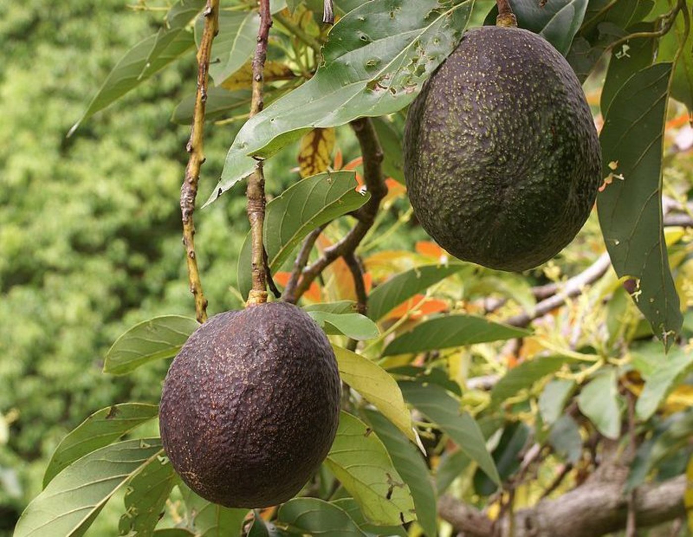 Pro Jahr werden 1500 bis 4000 Hektar Wald gerodet, um Platz für Avocado-Felder zu schaffen. (Bild Wikipedia)