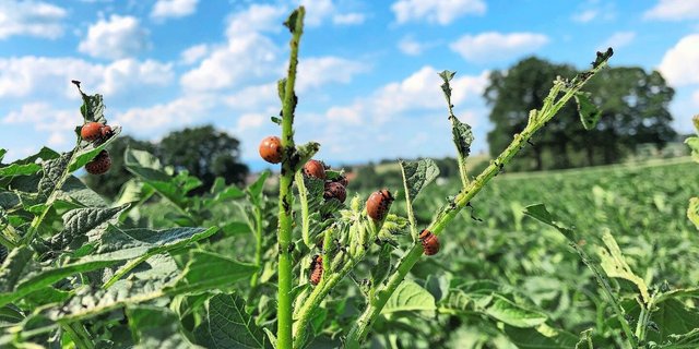 Je nach Larvenstadium eignen sich unterschiedliche Mittel zur Bekämpfung. Im Programm «PSM-Verzicht» ist der Einsatz von Neem-Produkten nicht erlaubt.