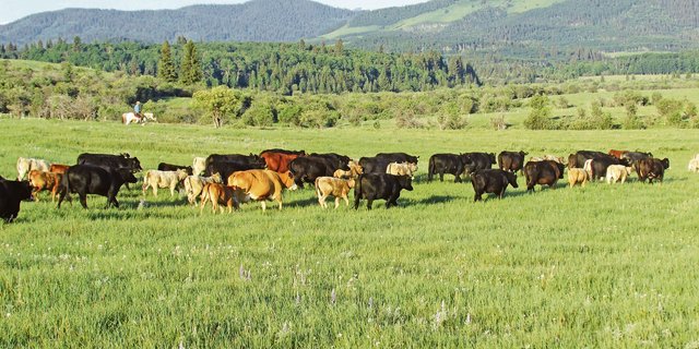 In den Bergen hat es dank höherem Niederschlag mehr Futter und zusätzlich Schatten vor der sommerlichen Hitze. Es gibt aber auch Raubtiere, welche es bei Gelegenheit auf die Kühe und Kälber abgesehen haben. (Bild Markus Ruckstuhl)
