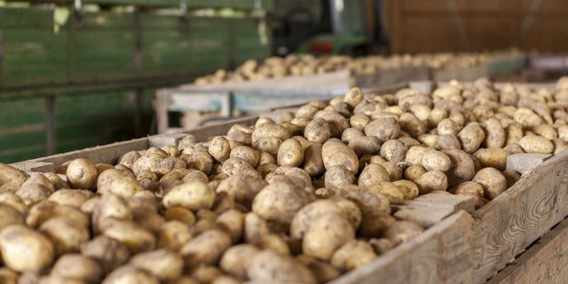 ie gewaschenen Linien seien bereits umgestellt und es brauche mehr neuerntige Ware als im Vorjahr. (Bild Pixabay)