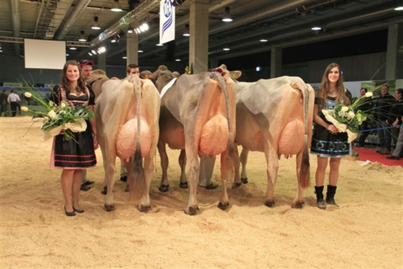 Solche Bilder kann man an der IGBS-Schau geniessen. Mit der grossen Siegerkuh von 2014 Glenn Glena (Mitte) von Paul Kälin-Merz, Steinen SZ. (Bild zVg)