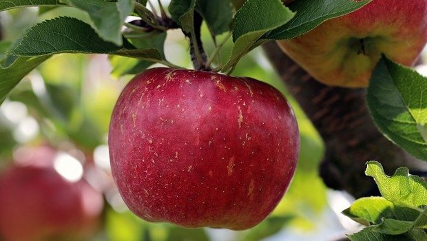 Blütenknospenbildung und die entsprechende Austriebsreaktion können je nach Apfelsorte variieren. (Bild Pixabay)