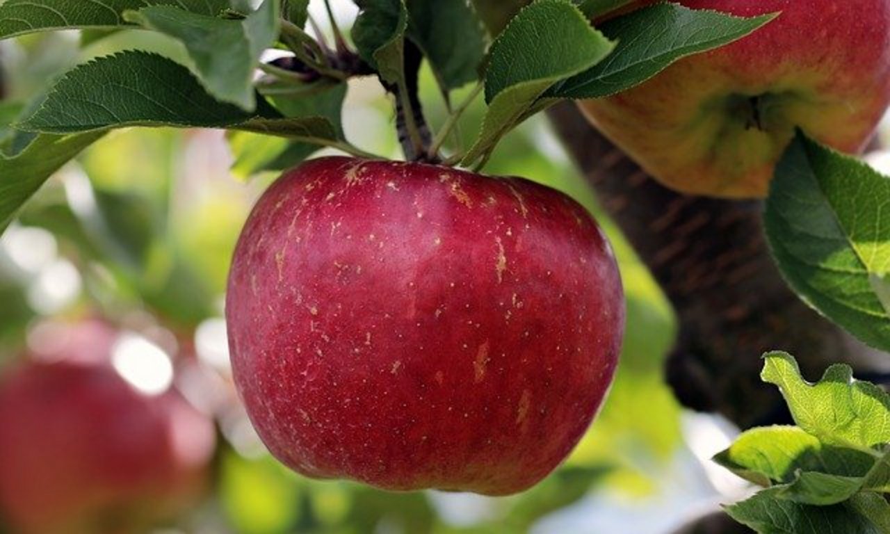Blütenknospenbildung und die entsprechende Austriebsreaktion können je nach Apfelsorte variieren. (Bild Pixabay)