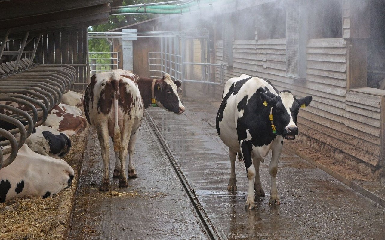 Holstein-Kühe stehen im Laufhof und lassen sich von einer Sprinkleranlage berieseln.