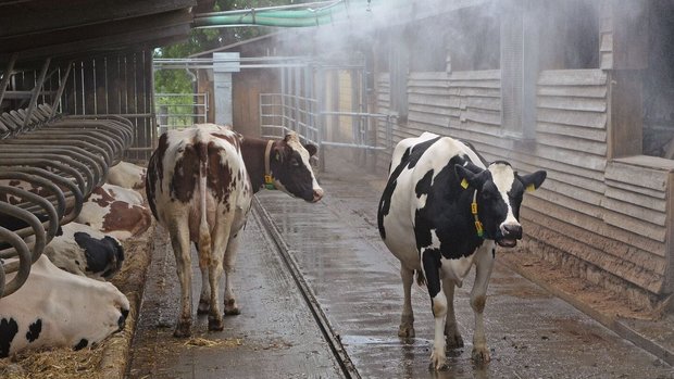 Holstein-Kühe stehen im Laufhof und lassen sich von einer Sprinkleranlage berieseln.