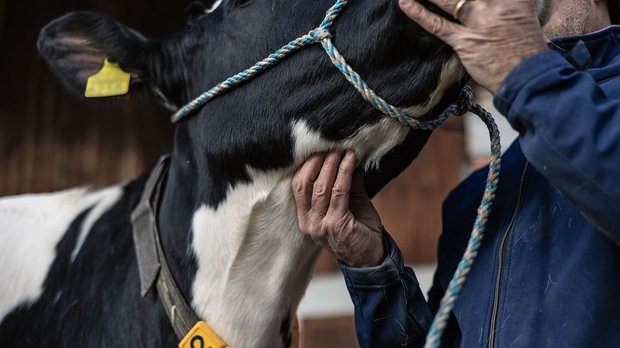 Eine Hand drückt der Kuh in das Zungenbein, etwas oberhalb der Kehle.