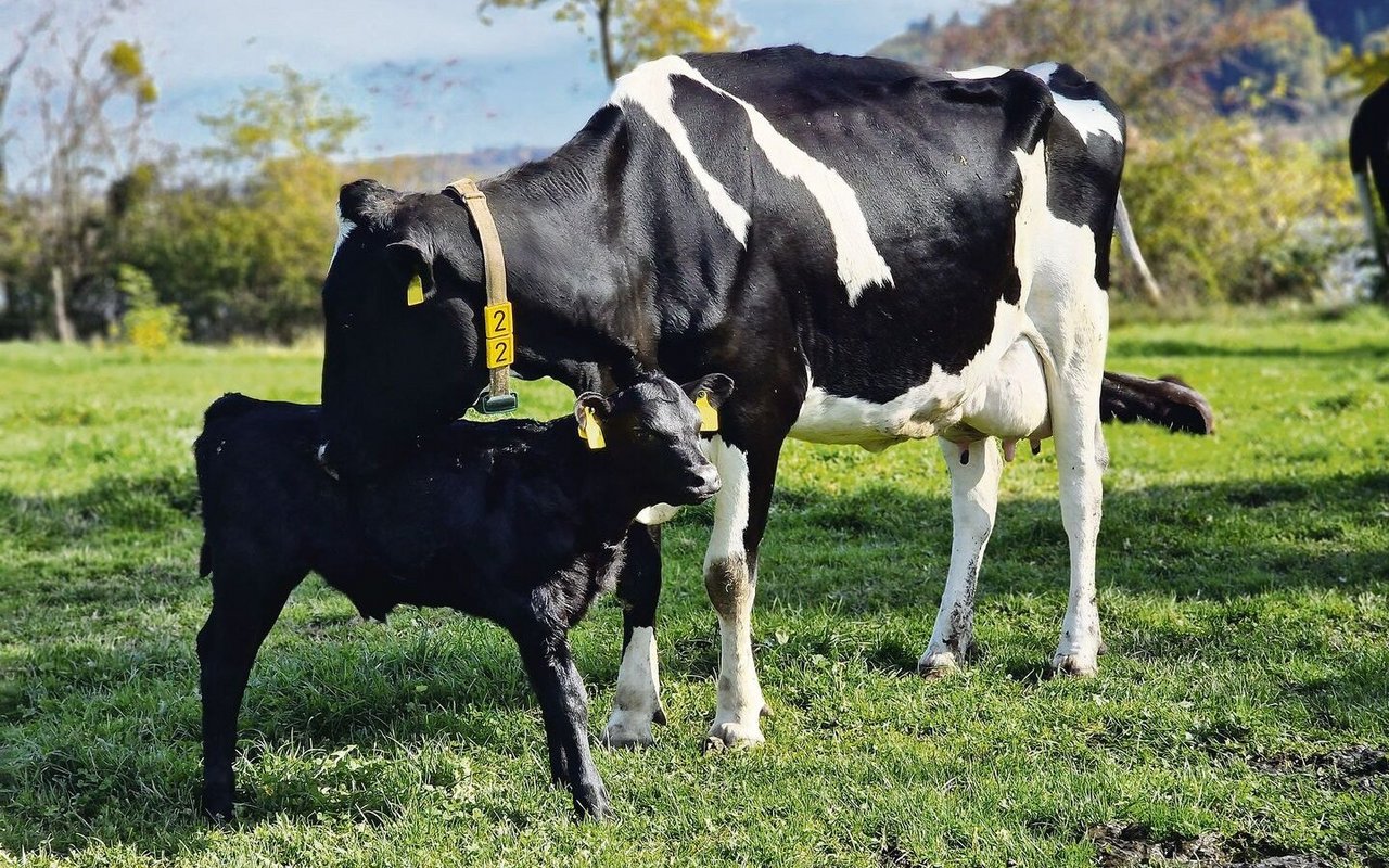 Holsteinkühe, die ihre Kälber selbst aufziehen, sind ein noch ungewohnter Anblick. Das Interesse an der Produktionsform nimmt aber zu. Seit geraumer Zeit gibt es sogar eine Fachstelle. 