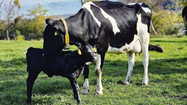 Holsteinkühe, die ihre Kälber selbst aufziehen, sind ein noch ungewohnter Anblick. Das Interesse an der Produktionsform nimmt aber zu. Seit geraumer Zeit gibt es sogar eine Fachstelle. 