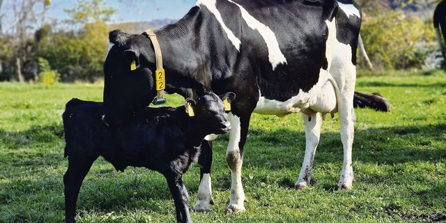 Holsteinkühe, die ihre Kälber selbst aufziehen, sind ein noch ungewohnter Anblick. Das Interesse an der Produktionsform nimmt aber zu. Seit geraumer Zeit gibt es sogar eine Fachstelle. 