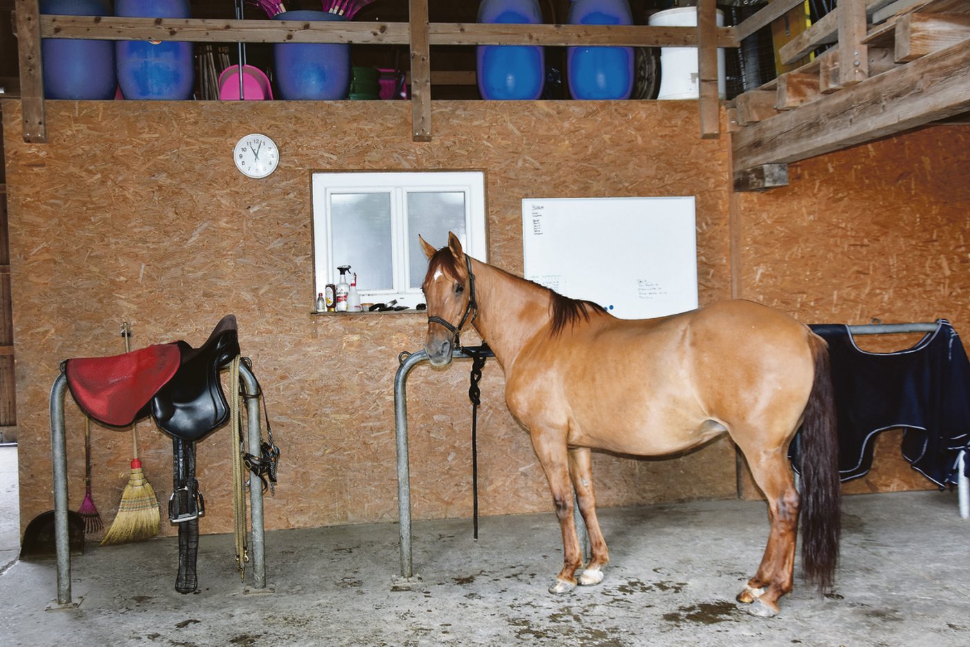 Eine Stute bei der Vorbereitung für die Ausbildung in der gedeckten Trainingshalle.