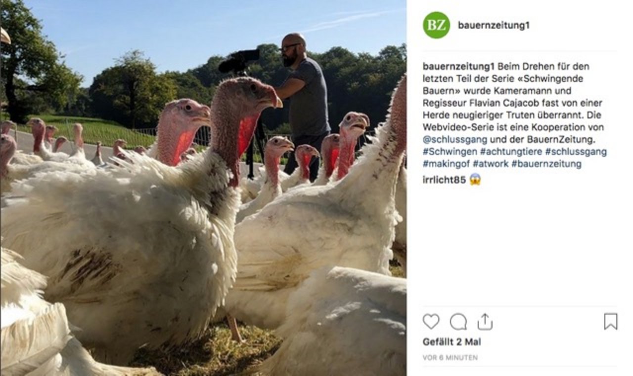 Achtung, die Truten kommen angerannt. Was die Journalisten der BauernZeitung bei ihrer täglichen Arbeit auf Schweizer Höfen und Feldern erleben, zeigen sie neu auf Instagram. (Bild Screenshot Instagram)