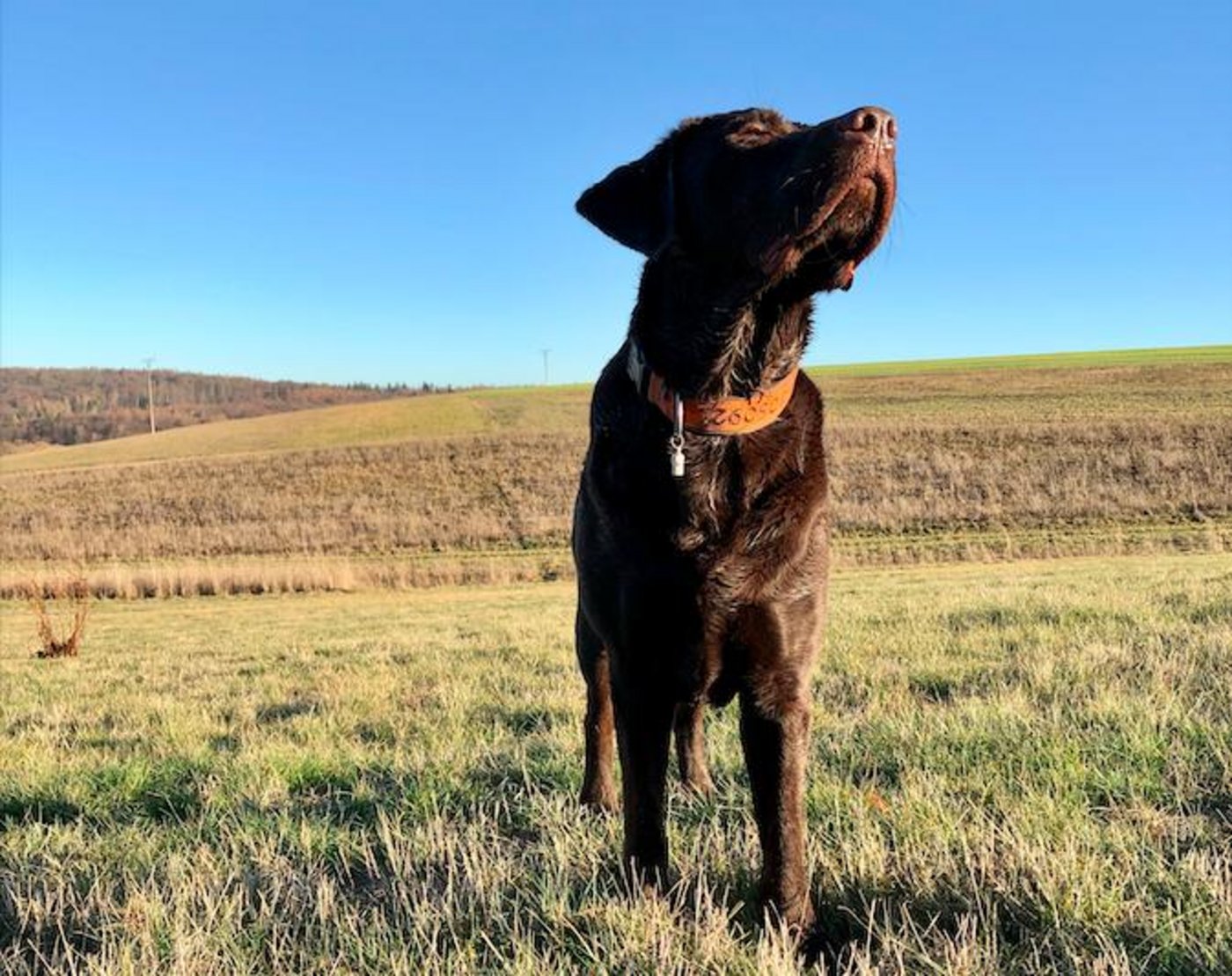Noch blickt der Labrador-Rüde von Redaktorin Lisa McKenna dem Sommer entspannt entgegen. Um über Praxiserfahrungen mit natürlichen Mitteln gegen Zecken informieren zu können, testen die beiden einige Naturprodukte und berichten monatlich über Anschaffungs