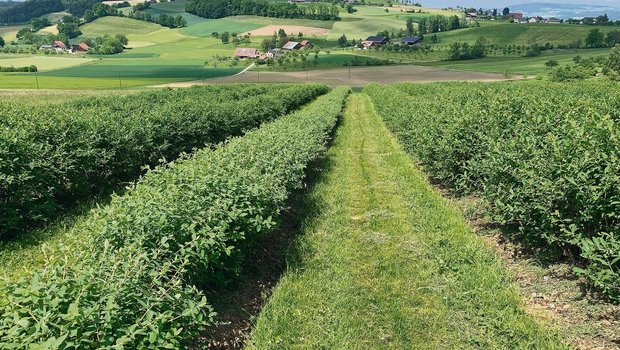 Die 4 Hektaren grosse Haskap-Beerenanlage in Hanglage in Buttisholz.