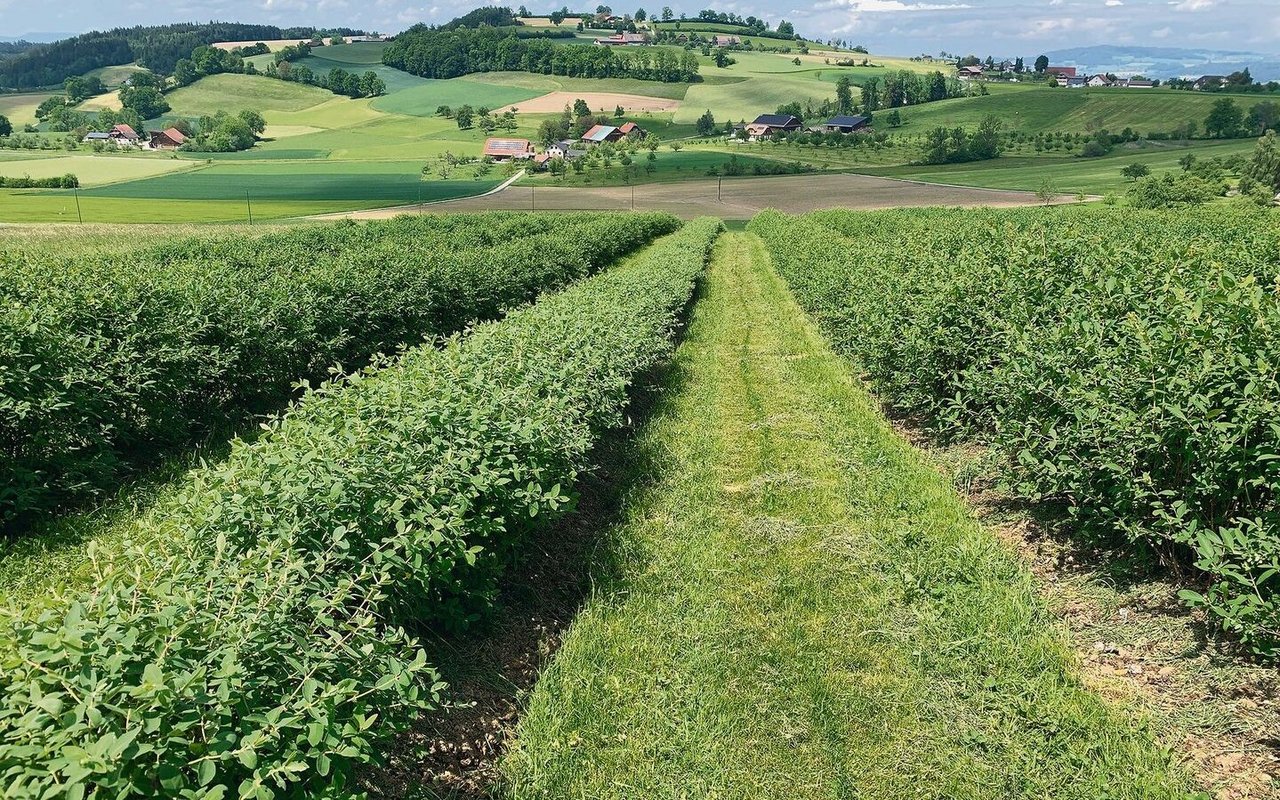 Die 4 Hektaren grosse Haskap-Beerenanlage in Hanglage in Buttisholz.