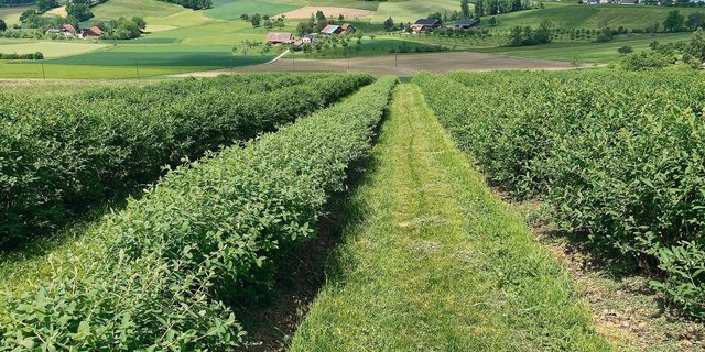 Die 4 Hektaren grosse Haskap-Beerenanlage in Hanglage in Buttisholz.